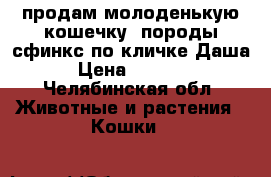 продам молоденькую кошечку ,породы сфинкс по кличке Даша › Цена ­ 1 000 - Челябинская обл. Животные и растения » Кошки   